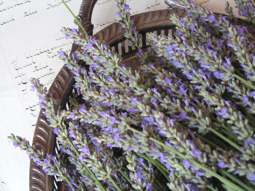 FreshCut Lavender from my garden. blogged www.velvetstra… Flickr