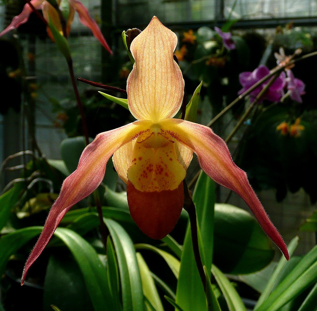 Drooping Orchid This is one of but many splendid orchids (… Flickr