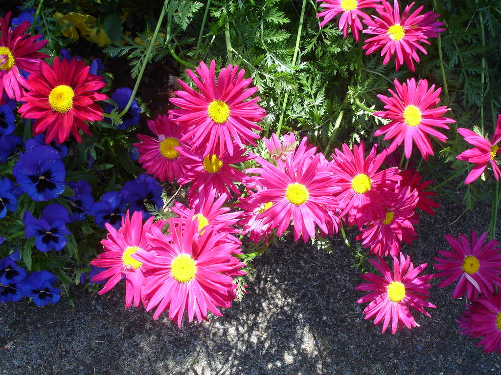Hot pink daisies David Sinclair Flickr