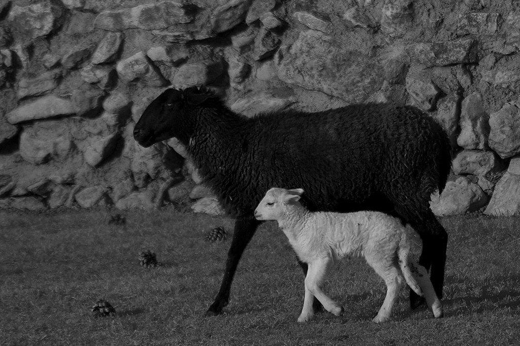 ik081202b quadrupedal ruminant mammals typically kept as l… Flickr