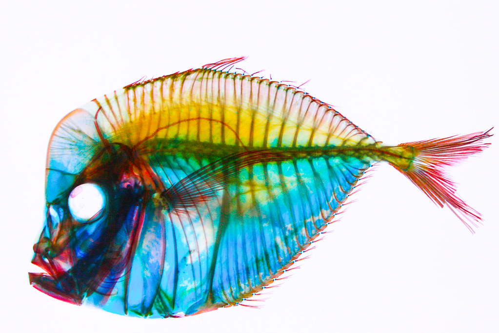 xray of a fish with dye added from Academy of Science, San… Flickr
