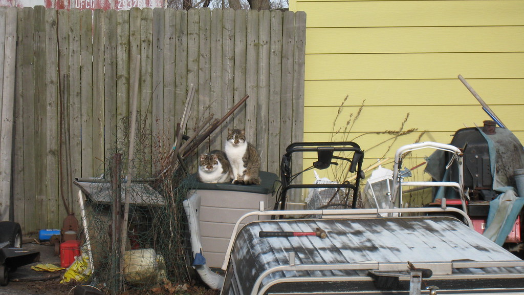 junkyard cats theredthread Flickr