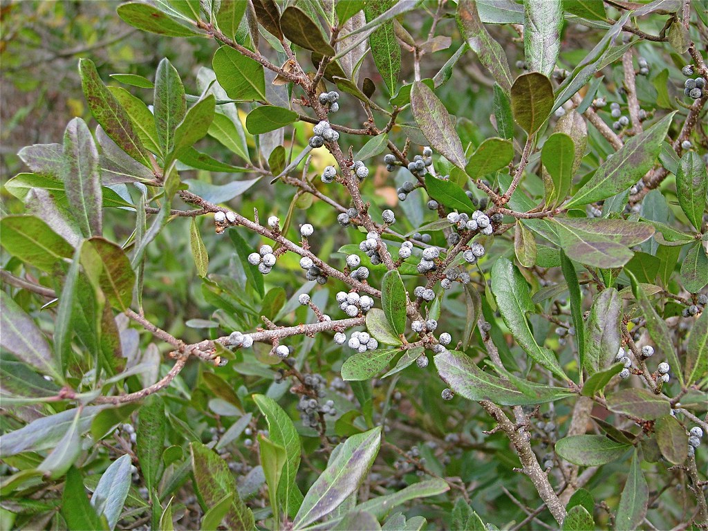 Bay Berries Seen on walk to marsh and Wellfleet Bay. Beth Knittle