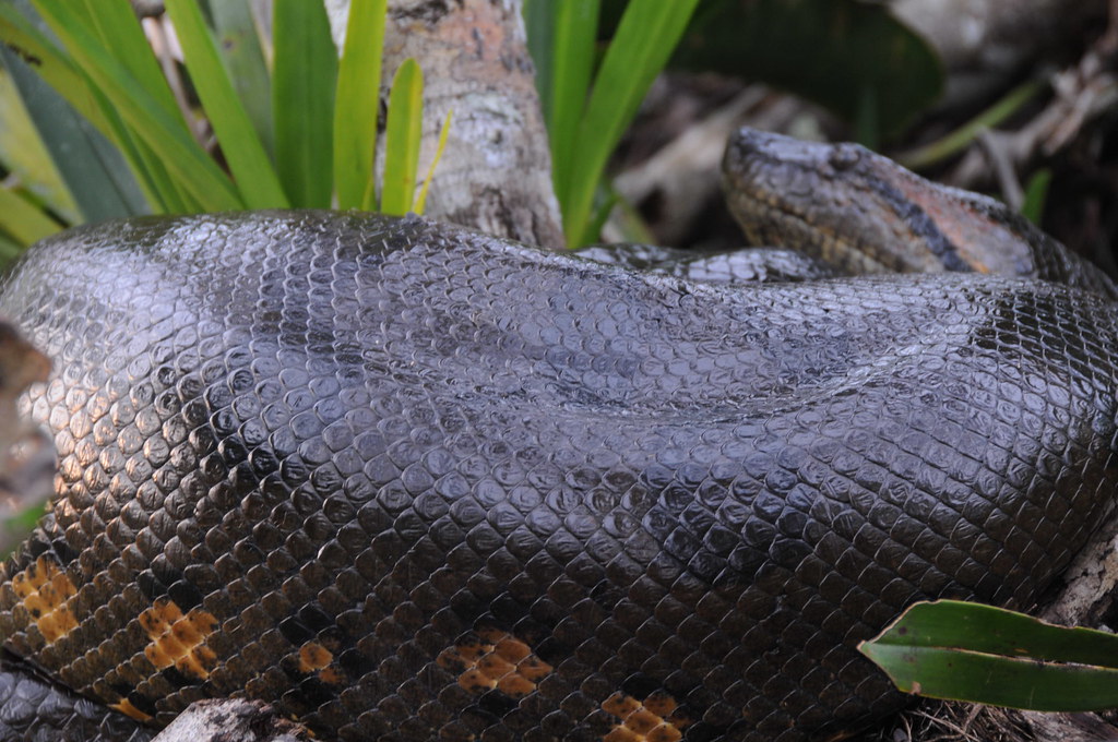 Anaconda thick as your leg Andrew Cleary Flickr