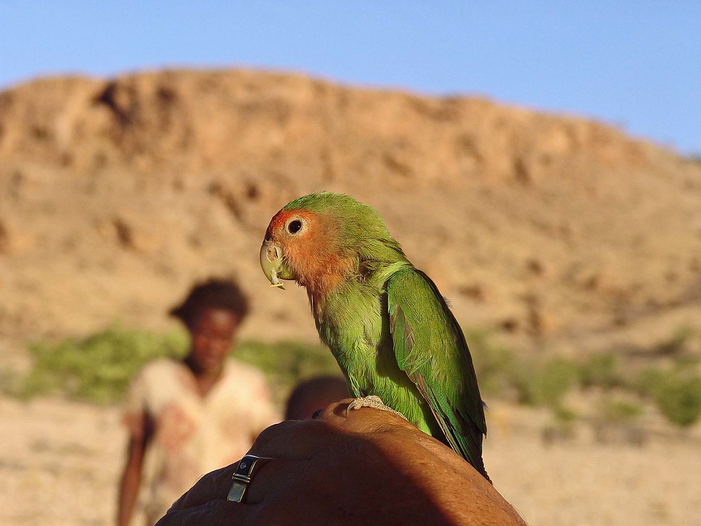 Love(bird) for sale CharlesFred Flickr