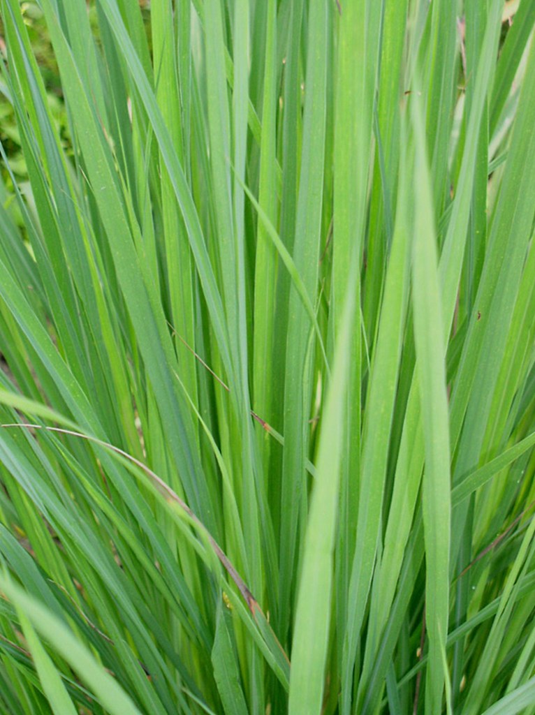 Lemon Grass Richard Parker Flickr
