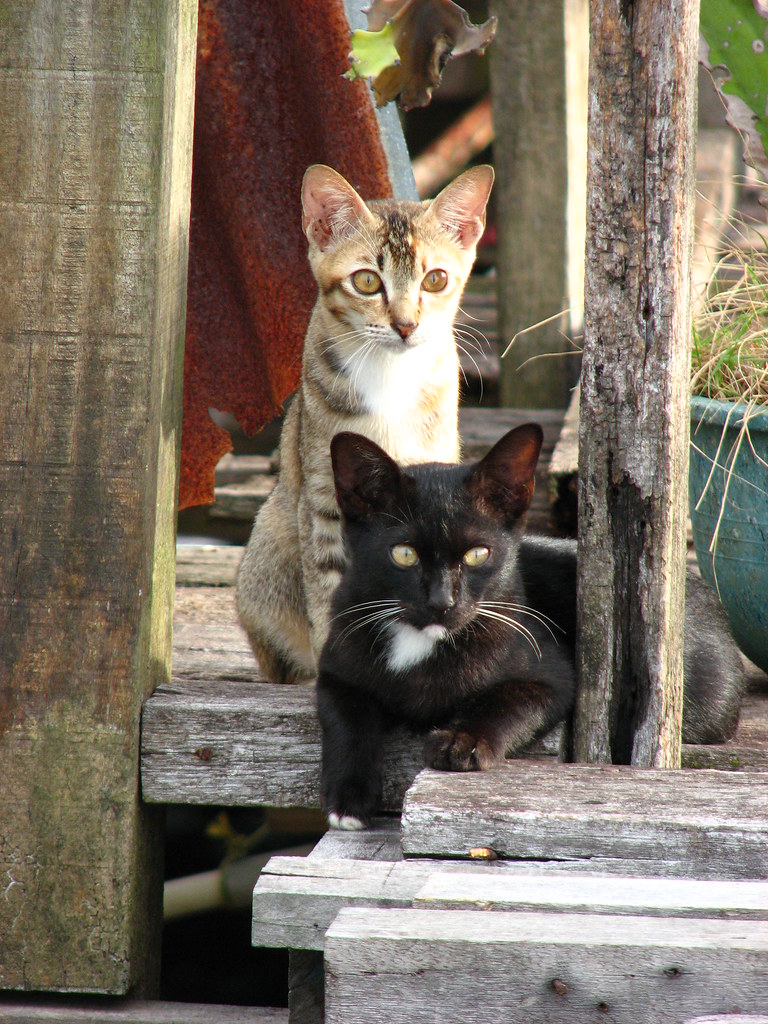Cats Kampung Ayer, Bandar Seri Begawan, Brunei John McCabe Flickr