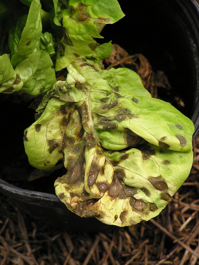 LEAFSPOTlettuce Cercospora leaf spot of lettuce Scot Nelson Flickr