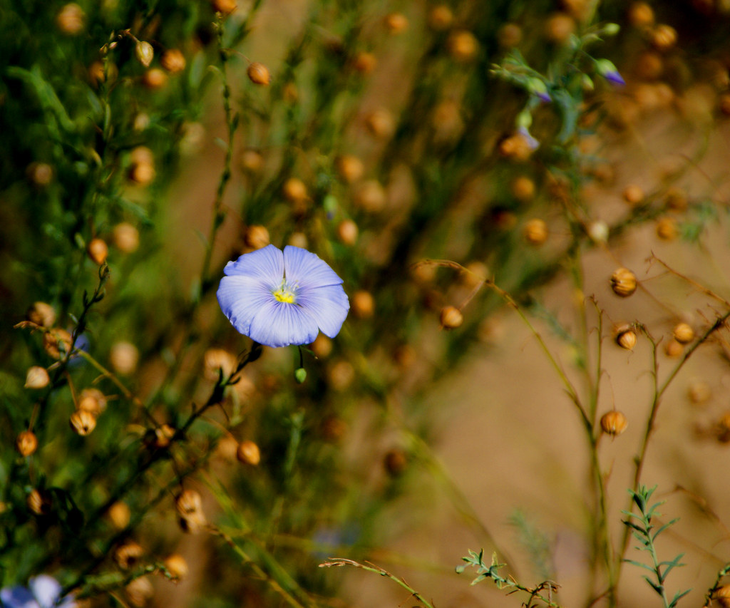 Blue flower Taken at the Western Kentucky Botanical Garden… NannaX3
