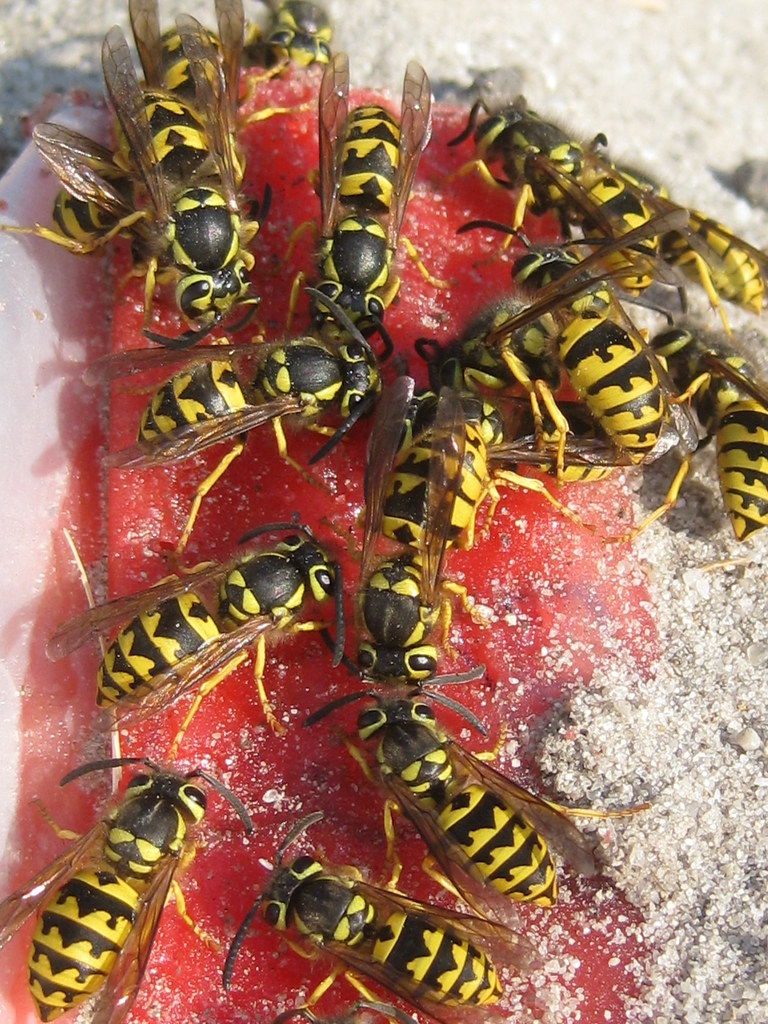 Yellow Jackets On a fruit rollup. Brenna Flickr