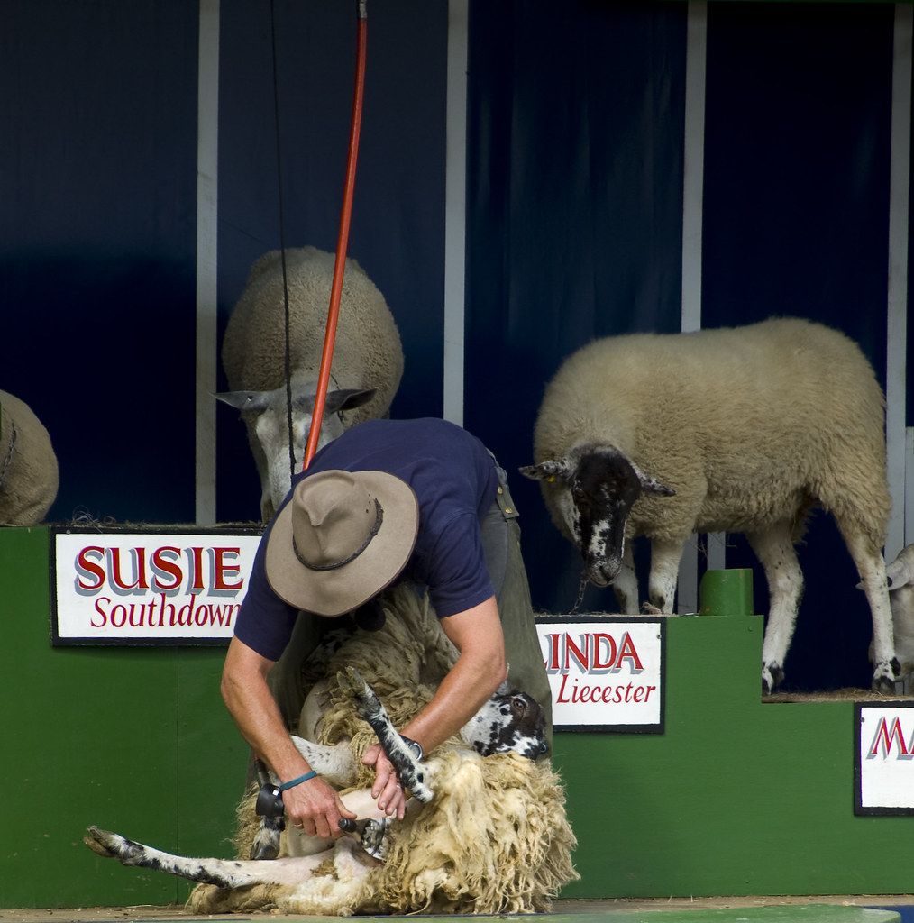 Sheep show shearing Richard Gillin Flickr