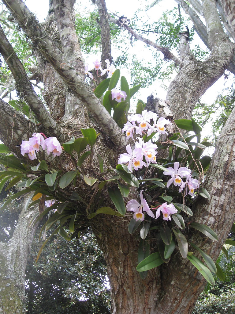 Orchids growing from bark A set of orchid flowers was grow… Flickr