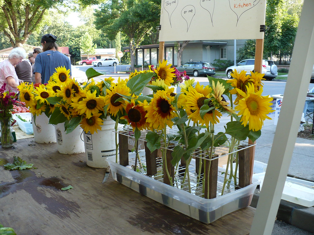 farmersmarket8_2 004 Sunflowers at farmers market rosemary.bridges