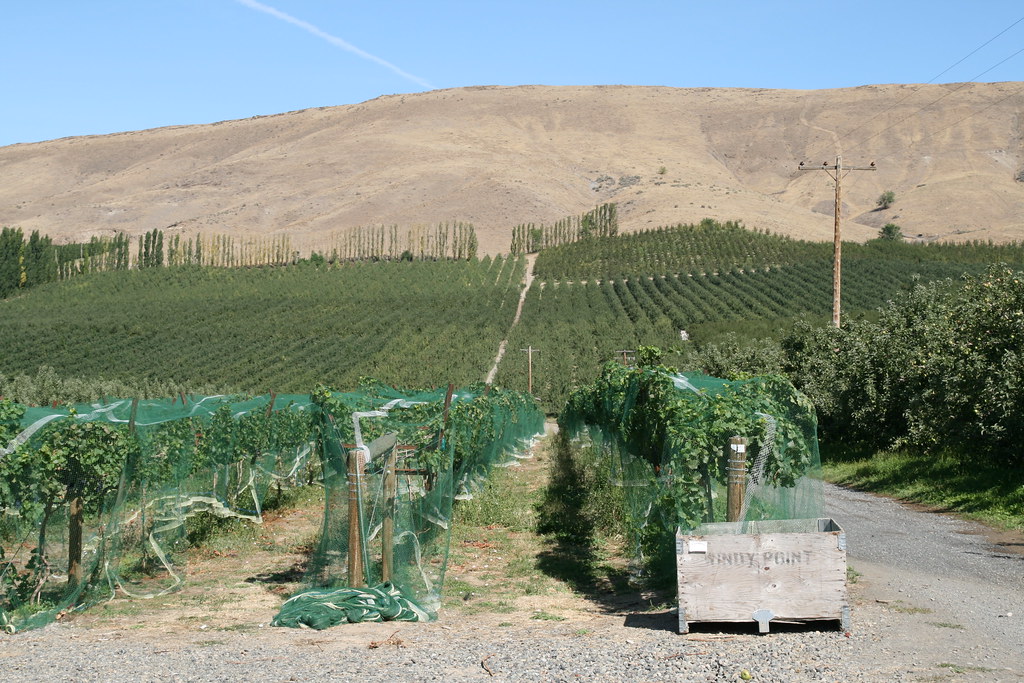Windy Point Vineyards The Windy Point Vineyards in Wapato,… Flickr