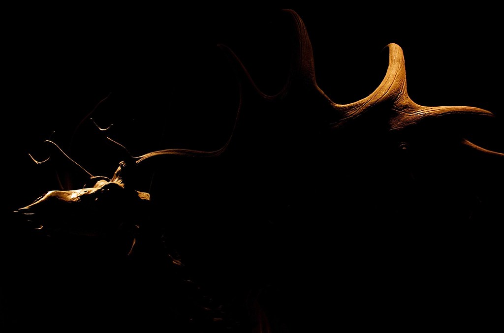 Moose Light Photo taken in the Smithsonian Museum of Natur… Flickr