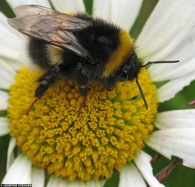 20060627_2 Bumblebee (grassland near Gothenburg, Sweden) Flickr