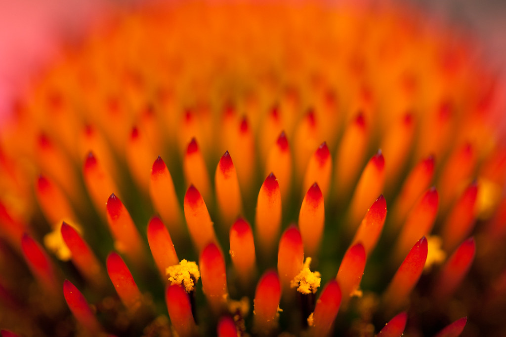 Yikes! Spikes! Barbara Friedman Flickr