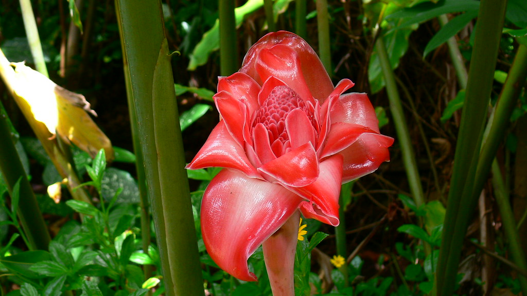 Flower looks like it was made of wax a photo on Flickriver