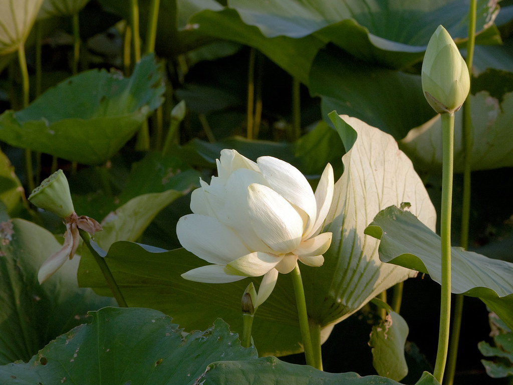 American Lotus (Nelumbo Lutea) The American Lotus has been… Flickr