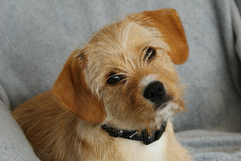 Westie Mix Breeds 18 Most Popular You Will Love (w/ Pictures)