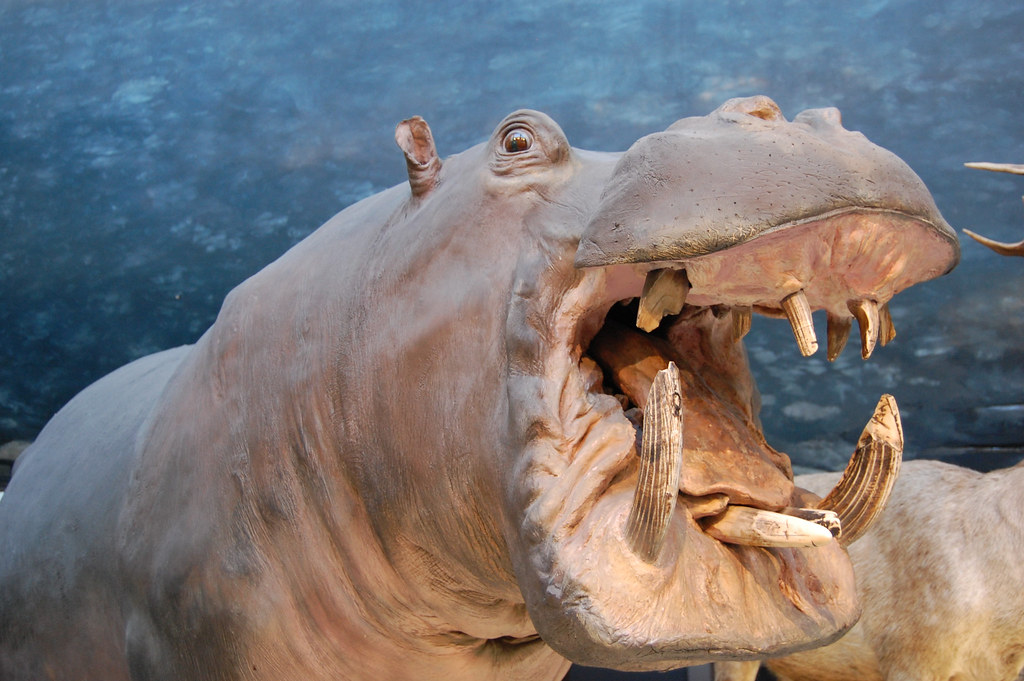 Dramatic Hippo Natural History Museum London Mark Flickr