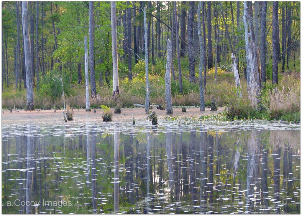 Texas Lake Fort Bragg, North Carolina Copyright © 2010 a.C… Flickr