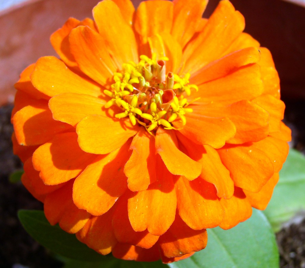 New Flowers We planted new flowers yesterday! Kimiko611 Flickr