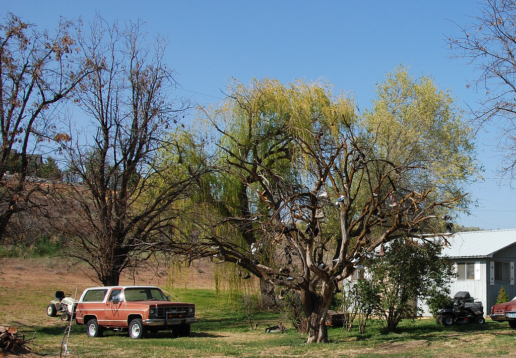 Shoe tree in Echo, Oregon... 20080504_4881 listorama Flickr