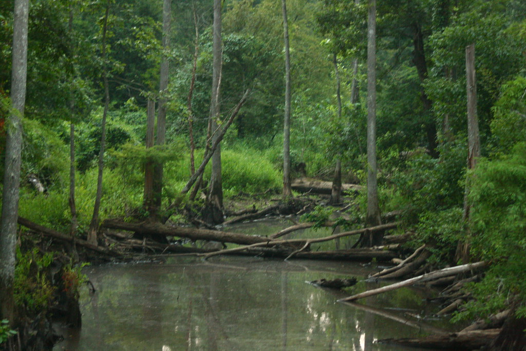IMG_2241 LaGrange TN, Wolf River watershed, Ghost River mspurr2008