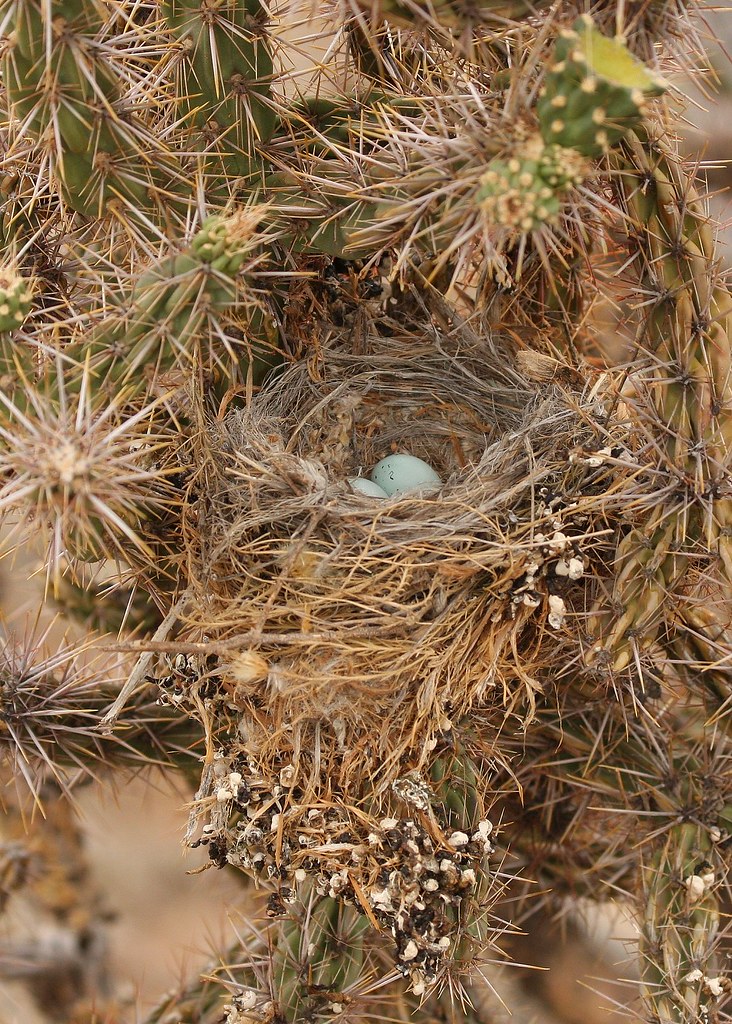 House Finch nest and eggs Four pale blue eggs in nest in a… Flickr