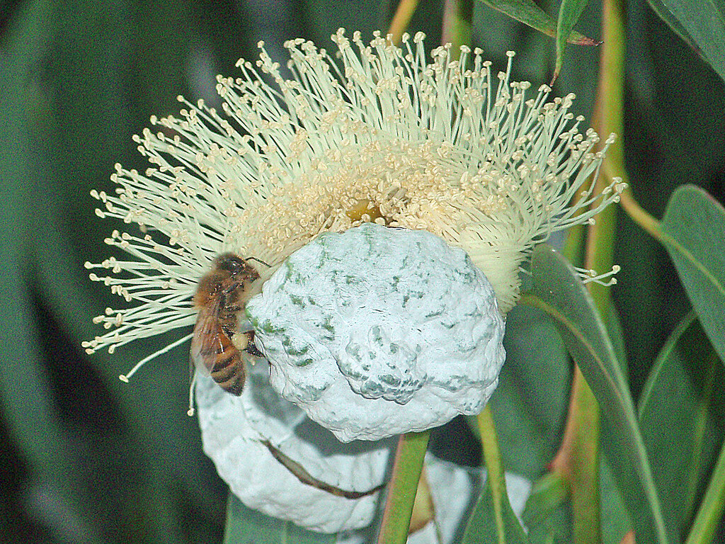 Eucalyptus bloom & wasp Olympus digital camera Many thanks… Flickr