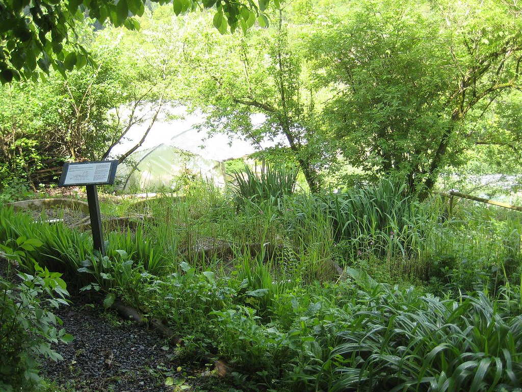 Reed beds for sewage Dan Champion Flickr