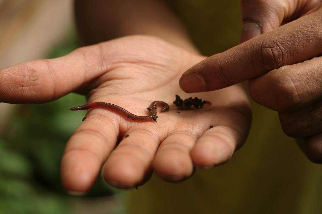 Worm Demonstration Nitin showing us how the worms digest t… Flickr