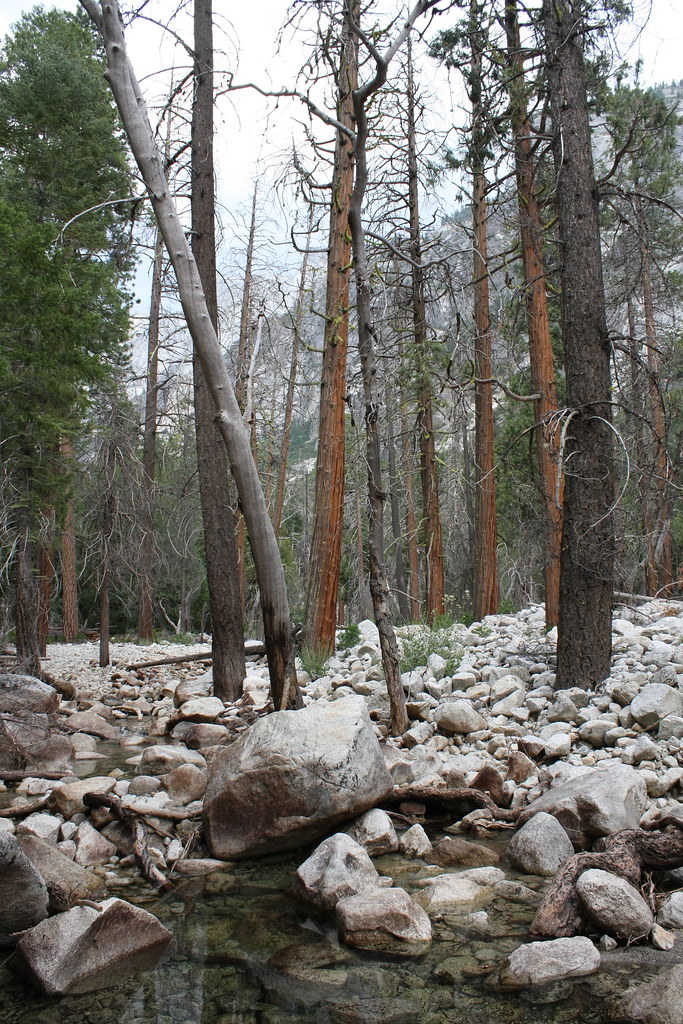 Trees growing in rocks. Gabe Flickr