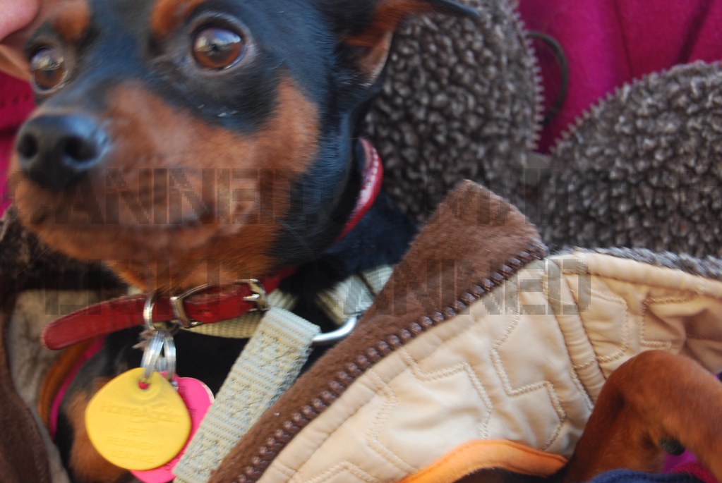 miniature pinscher wears dog coat picture 8 miniature pins… Flickr