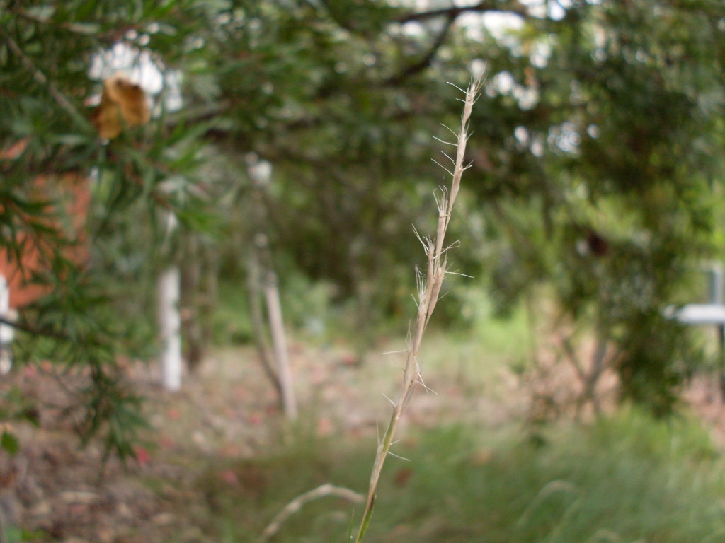 Wallaby grass Growing wallaby grass in the garden. Como NS… Flickr