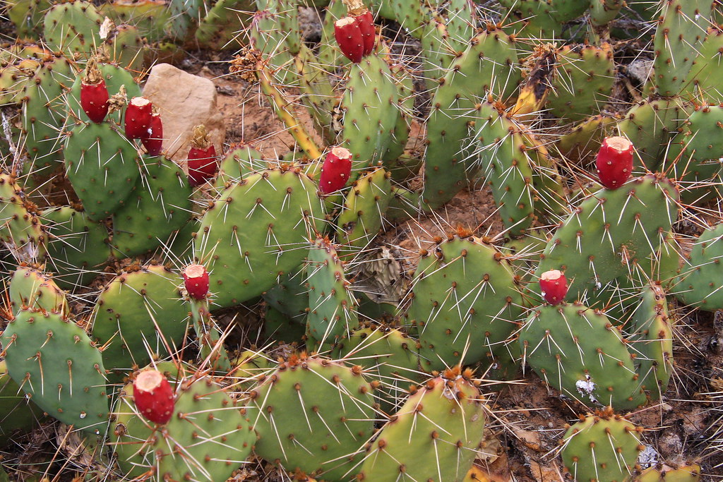 Plants, Flower and Trees 6 Cactus Colorado National Monu… Flickr