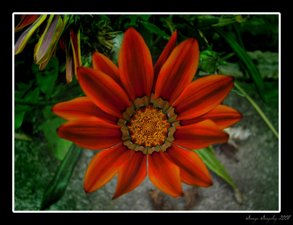 Garden Flower Tone Mapped Rose & Flickr