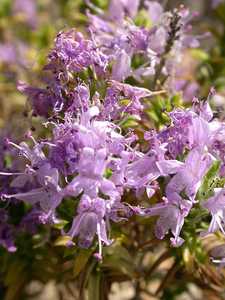 Thymbra capitata (L.) Cav. = Thymus capitatus (L.) Hoffman… Flickr