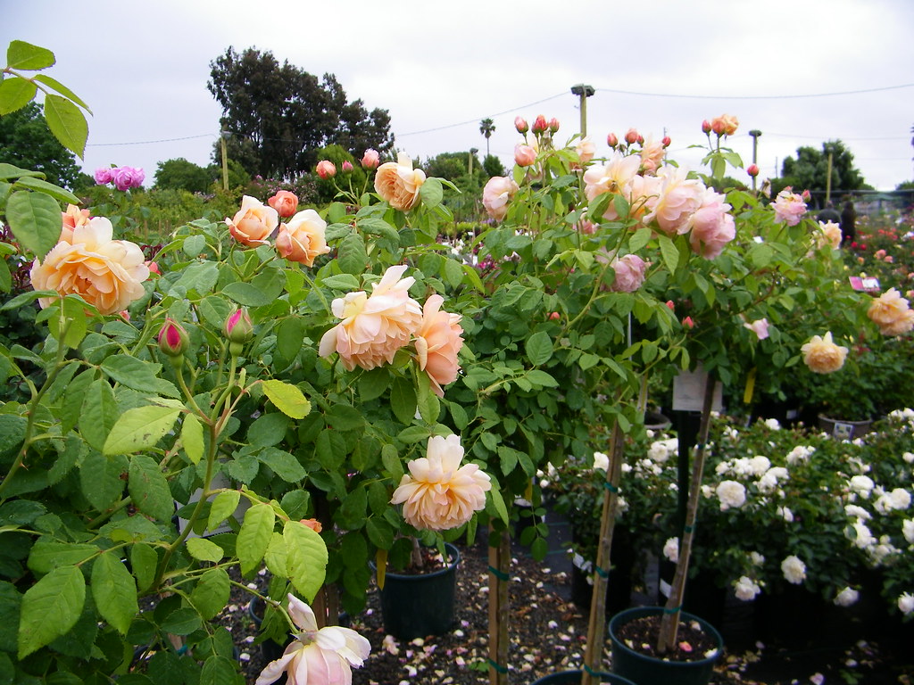 David Austin Rose Tree, "Grace", Regan Nursery, Fremont CA… Flickr