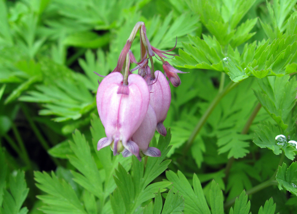 Dicentra in the wild Bleeding Heart. Ruth Hartnup Flickr