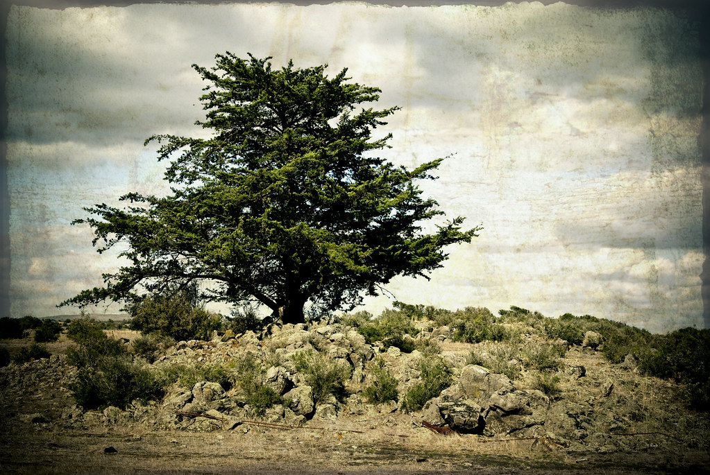 Basalt plains tree On the basalt plains near Colac in Vict… Flickr