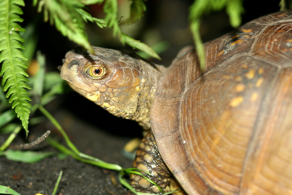 Dandelion We have adopted the class turtle. She's cuter th… Flickr