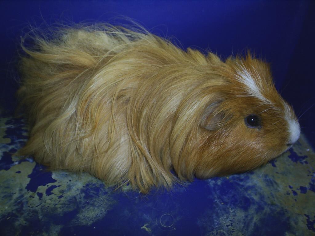 Guinea pigs Dill before his hair cut to make him comfortab… Flickr