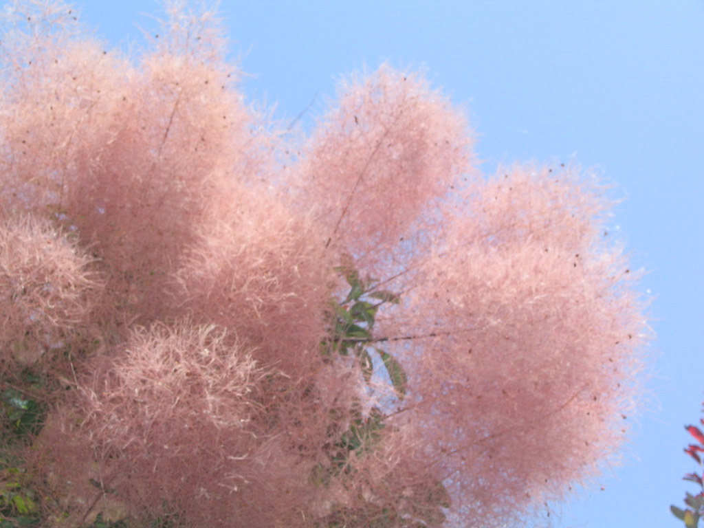 fluffy pink smoke tree (cotinus) craftybirdy Flickr