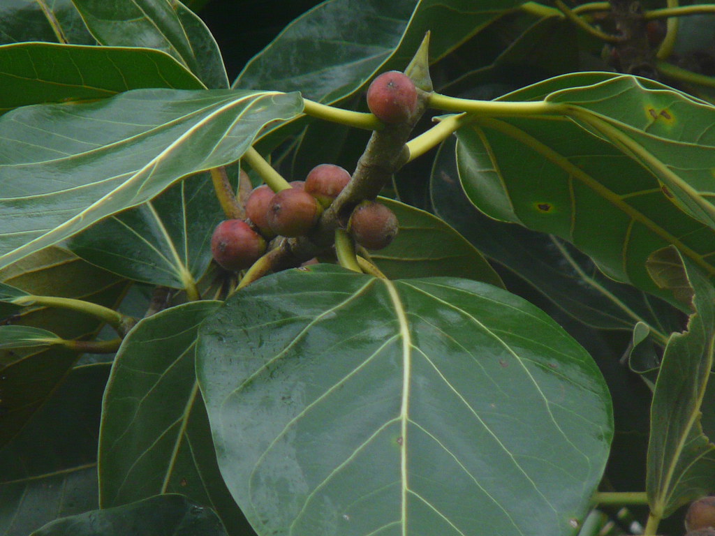 Golidamara (Kannada ಗೋಳಿದಮರ) Moraceae (mulberry family) »… Flickr