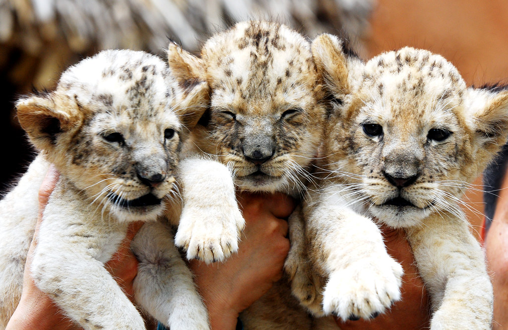 Lion Lion everland.korea IN CHERL KIM Flickr