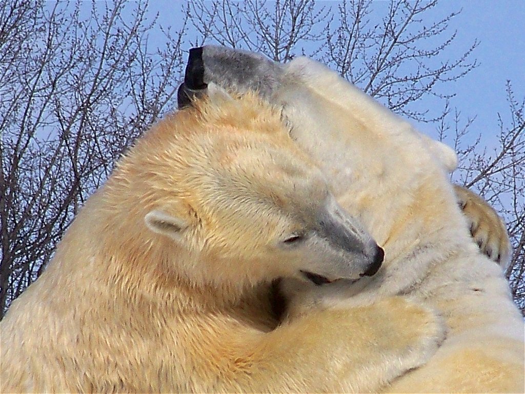 Bear Hug Two of the polar bears in the Arctic Circle of Li… Flickr