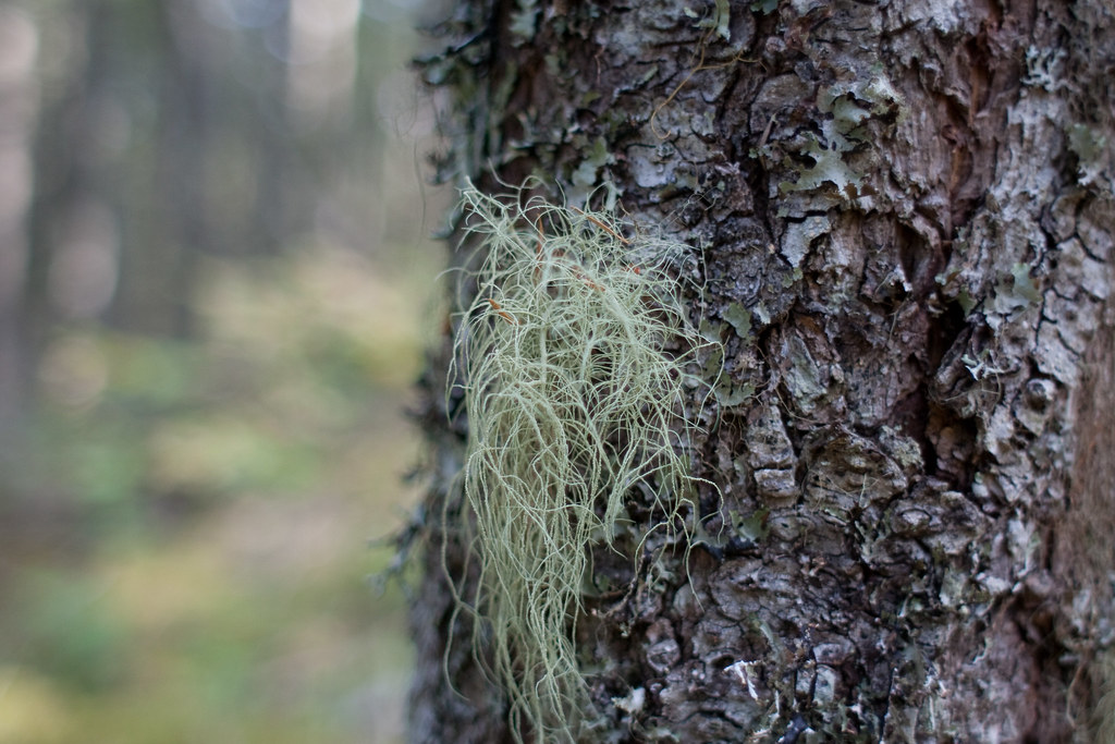 Lichen Witch's Hair Lichen. I could take pictures of this … Flickr