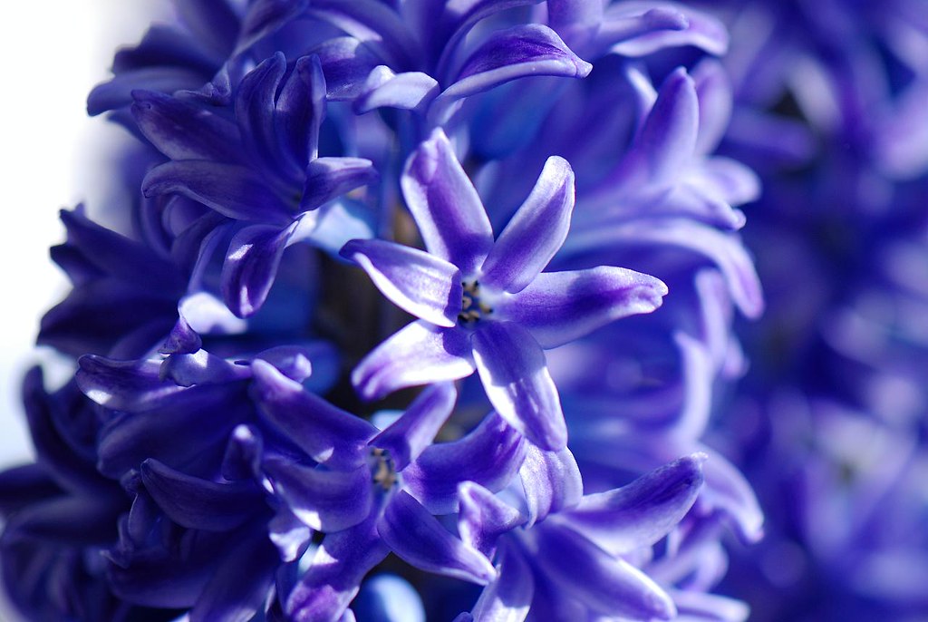 Easter Flowers These smell so good!! David Zack Flickr